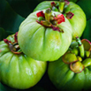 Garcinia Cambogia